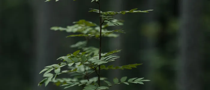 나이아가라 빅패스