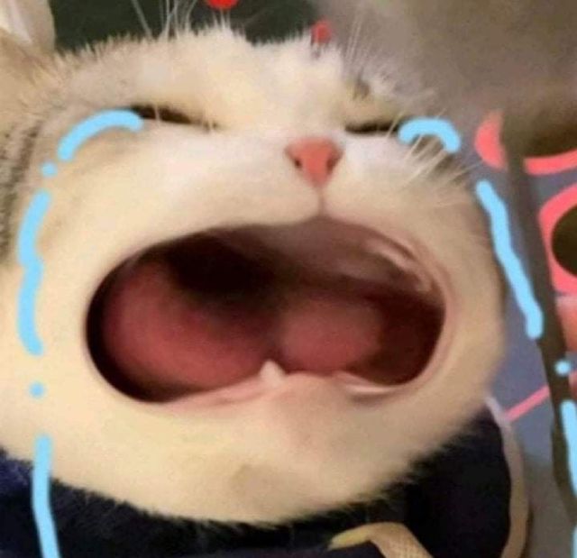 meme-meo-cute-1.jpg