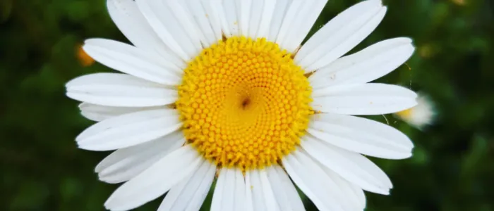 밴프 보우강 승마 1시간 투어