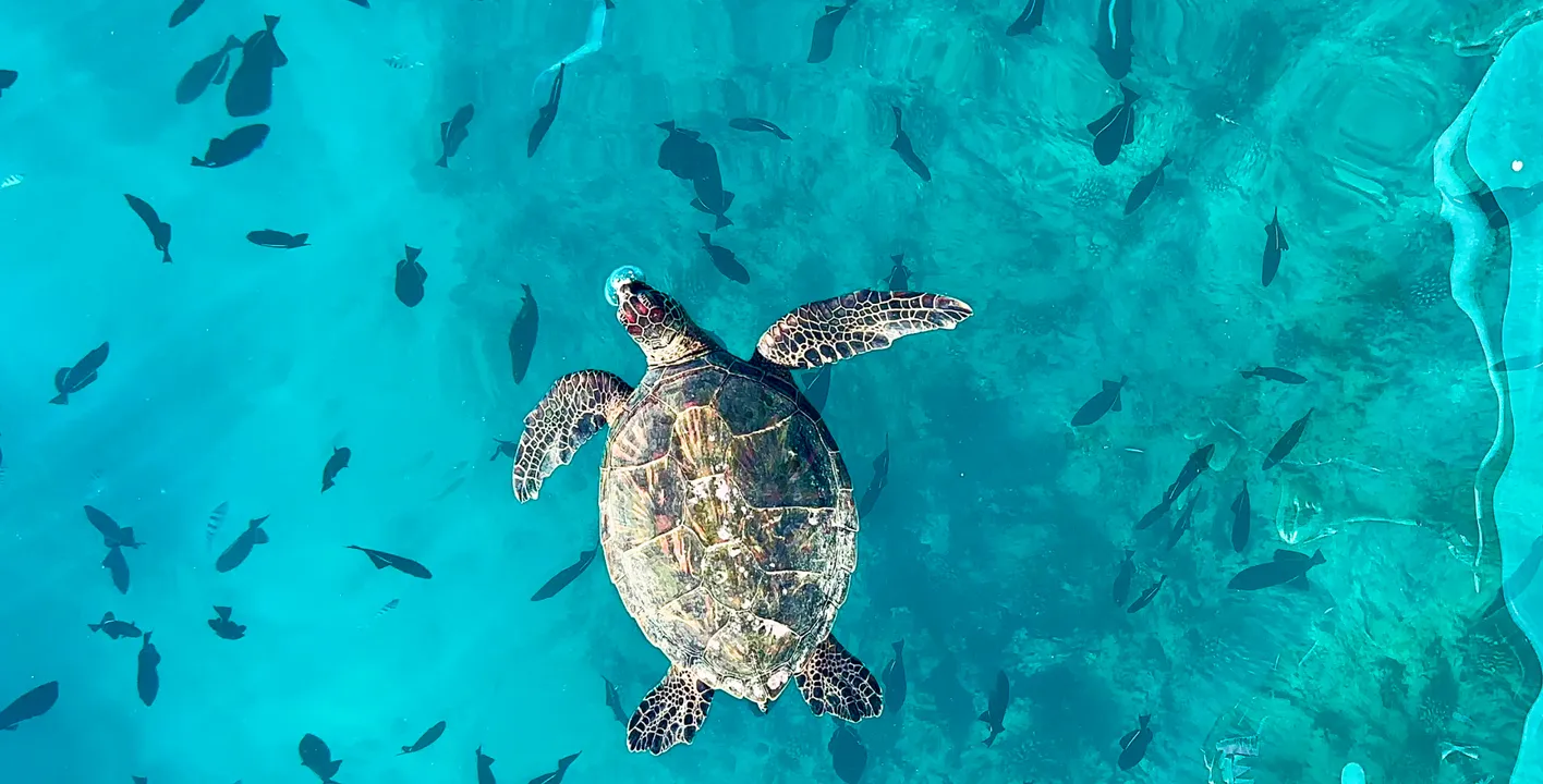 夏威夷海龟浮潜(韩语)🐢