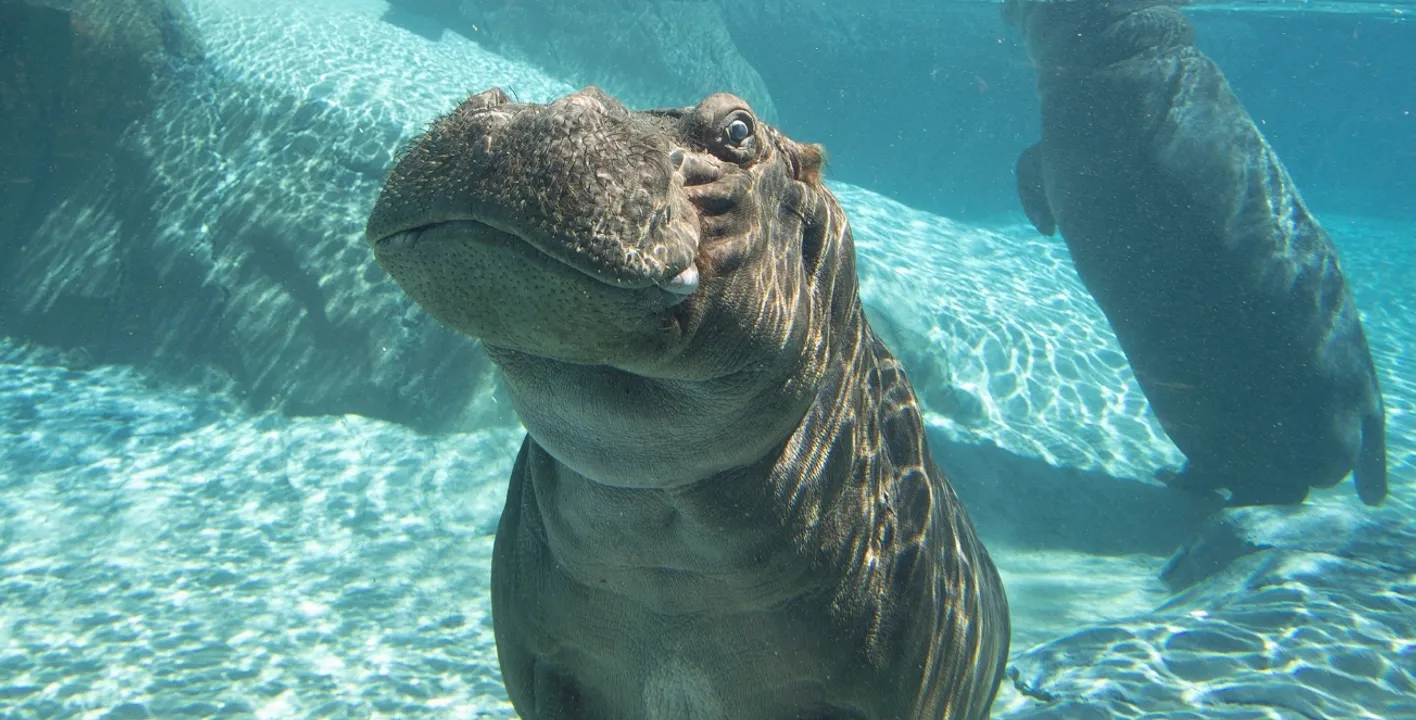 Zoo de San Diego