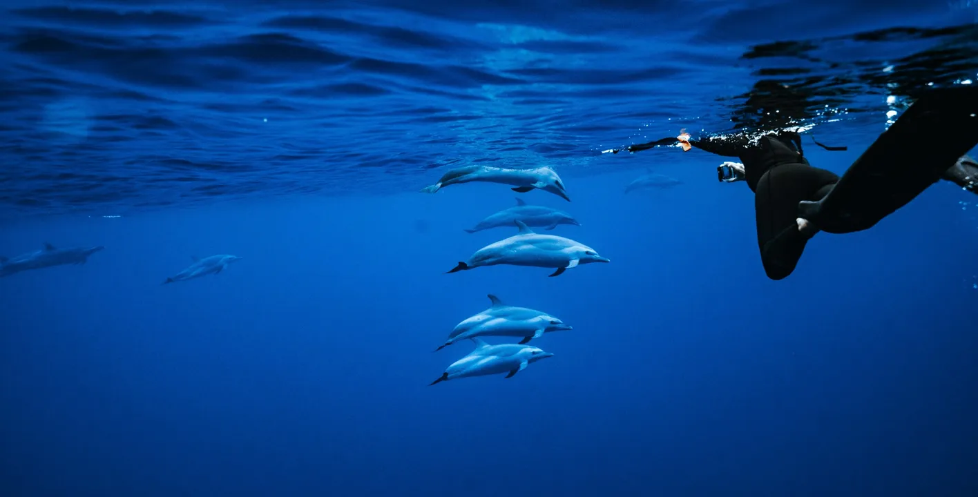 Hawaiian Dolphin Snorkeling