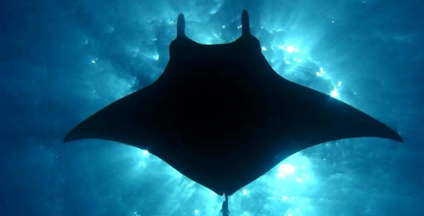 Excursión de buceo con manta rayas en la Isla Grande de Hawaii