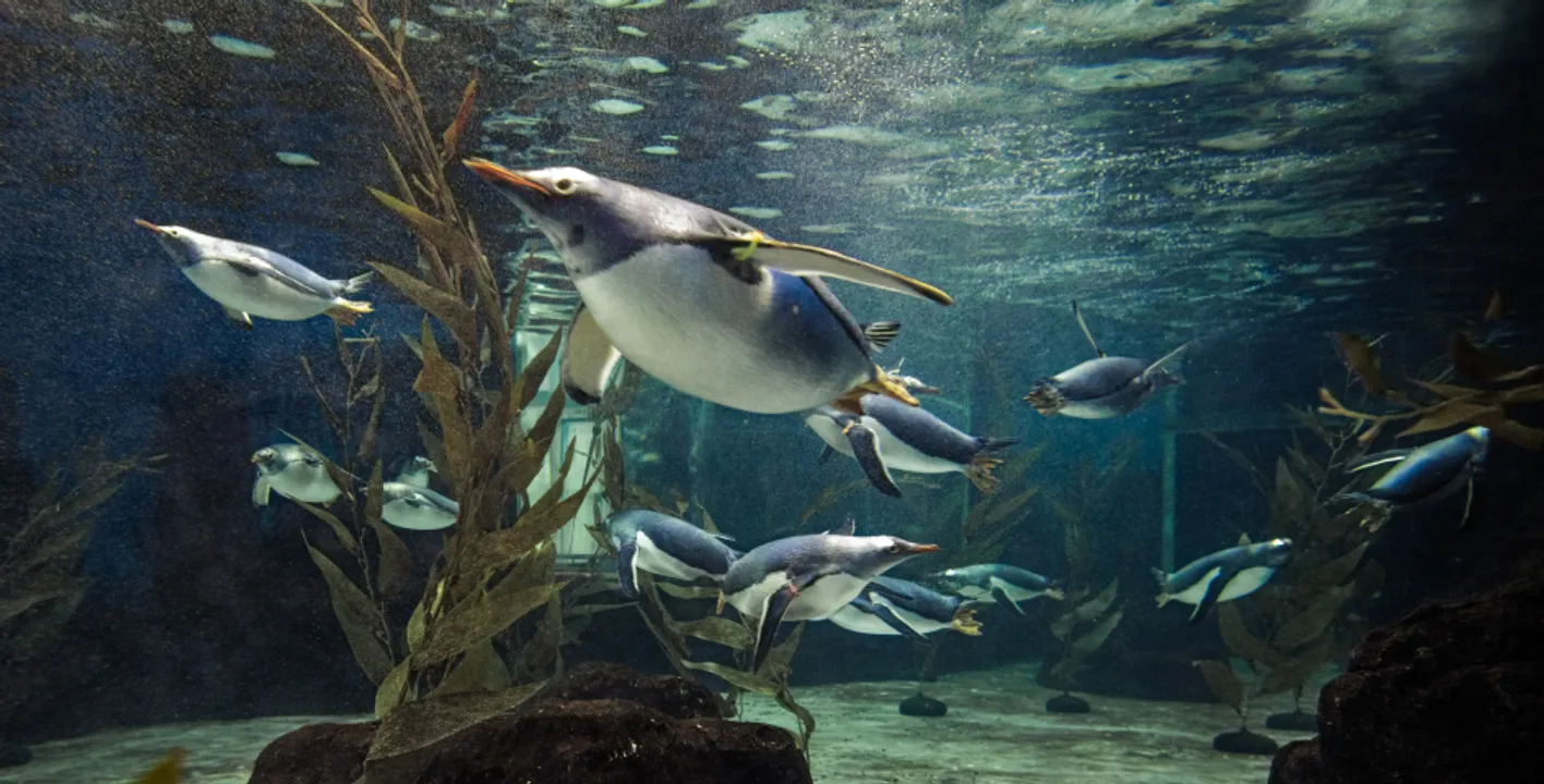 悉尼海洋生命水族馆