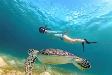 Snorkel con tortugas en Hawái (coreano) 🐢