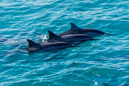 夏威夷海豚浮潜