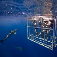 Buceo en jaula con tiburones hawaianos