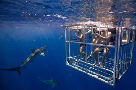 Buceo en jaula con tiburones hawaianos