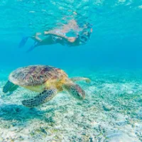 Snorkelling with Hawaiian Pink Sail Turtles (Guía en inglés)