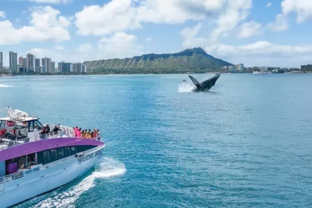 Crucero Hawai Pink Sail con ballenas jorobadas