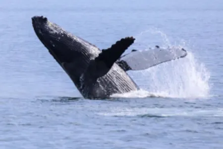 Crucero de un día por Vancouver para avistar ballenas al atardecer🐳