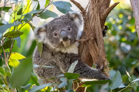 Zoológico de Sídney