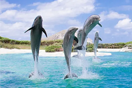 夏威夷海洋生物公园