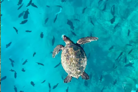 夏威夷海龟私人浮潜 [包船] (韩语) 🐢
